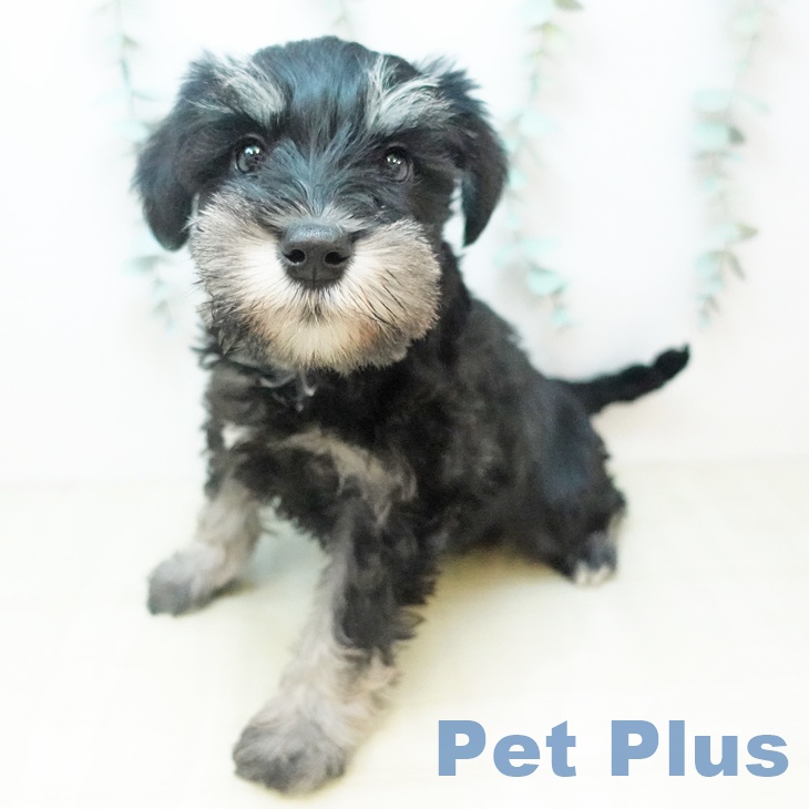 埼玉県のミニチュアシュナウザー (ペットプラス クレアモール川越店/2025年11月11日生まれ/女の子/ソルトペッパー)の子犬の2枚目の画像