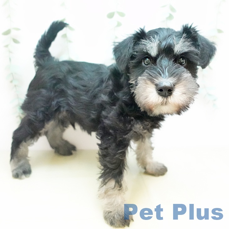 宮城県のミニチュアシュナウザー (ペットプラス 名取店/2025年11月11日生まれ/男の子/ソルトペッパー)の子犬