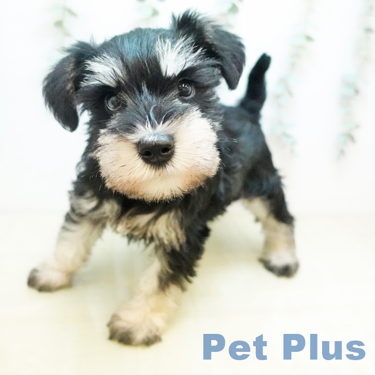 東京都のミニチュアシュナウザー (ペットプラス 立川高島屋S.C.店/2025年11月11日生まれ/男の子/ブラックホワイト)の子犬の1枚目の画像
