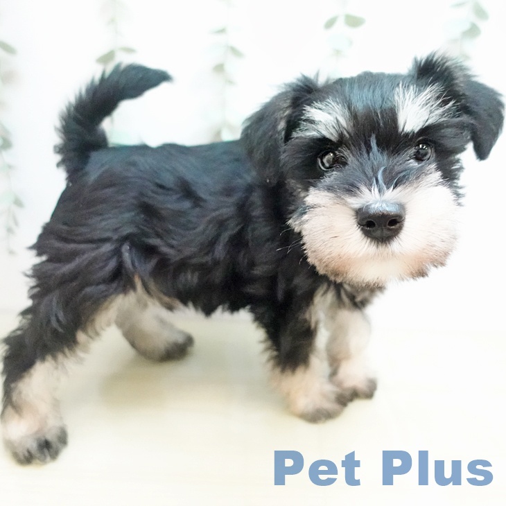 東京都のミニチュアシュナウザー (ペットプラス 立川高島屋S.C.店/2025年11月11日生まれ/男の子/ブラックホワイト)の子犬の2枚目の画像