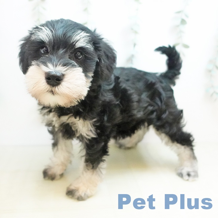 埼玉県のミニチュアシュナウザー (ペットプラス イオンモール春日部店/2025年11月11日生まれ/女の子/ソルトペッパー)の子犬の1枚目の画像