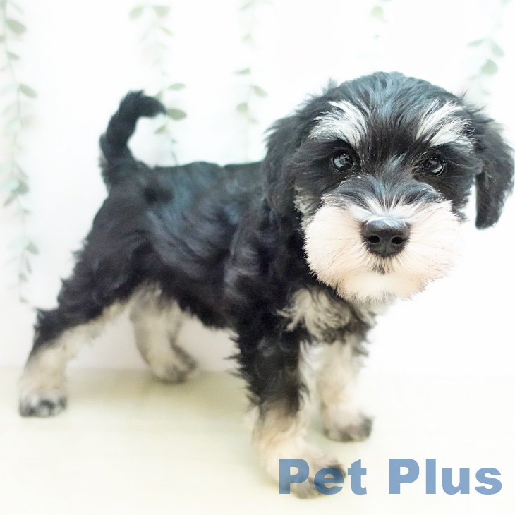 埼玉県のミニチュアシュナウザー (ペットプラス イオンモール春日部店/2025年11月11日生まれ/女の子/ソルトペッパー)の子犬の2枚目の画像