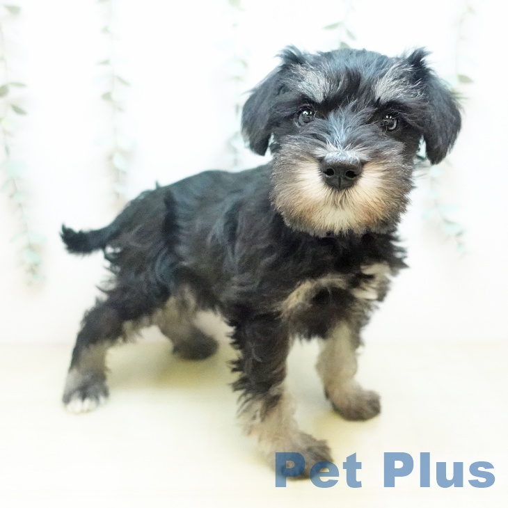 埼玉県のミニチュアシュナウザー (ペッツワン 新座店/2025年11月11日生まれ/女の子/ブラックホワイト)の子犬の1枚目の画像