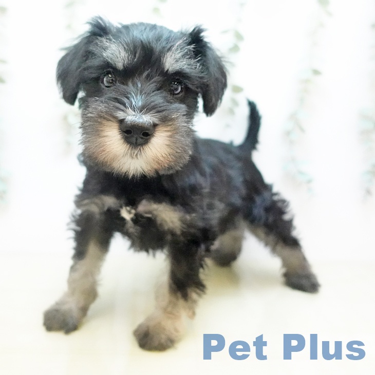 埼玉県のミニチュアシュナウザー (ペッツワン 新座店/2025年11月11日生まれ/女の子/ブラックホワイト)の子犬の2枚目の画像