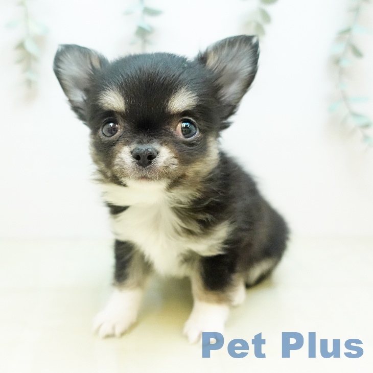 愛媛県のチワワ(ロング) (ペットプラス 新居浜店/2025年11月13日生まれ/男の子/ブラックタンホワイト)の子犬の2枚目の画像