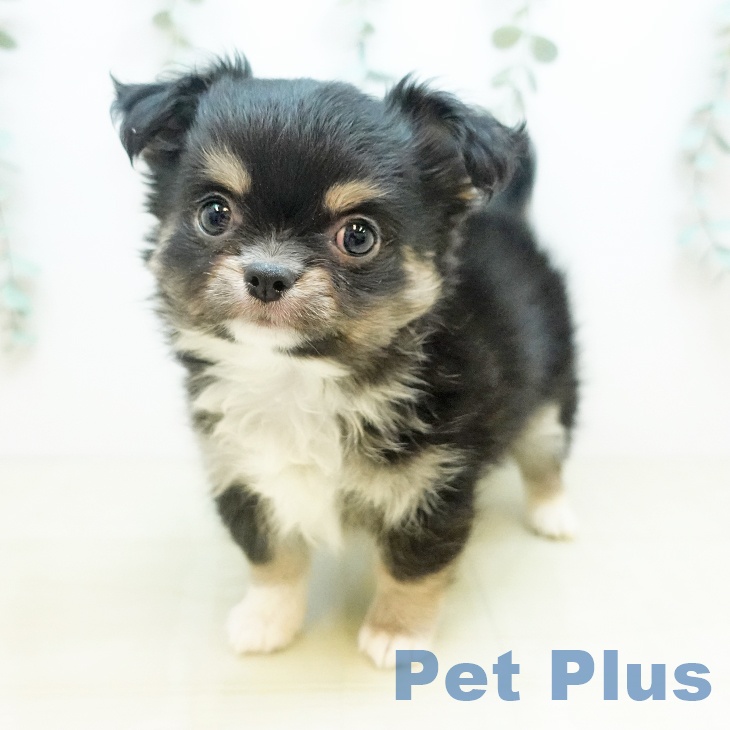 徳島県のチワワ(ロング) (ペットプラス 徳島店/2025年11月13日生まれ/男の子/ブラックタンホワイト)の子犬の1枚目の画像