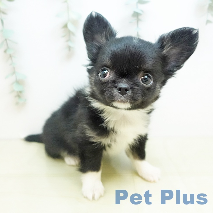 岡山県のチワワ(ロング) (ペットプラス 岡山店/2025年11月13日生まれ/女の子/ブラックホワイト)の子犬の1枚目の画像