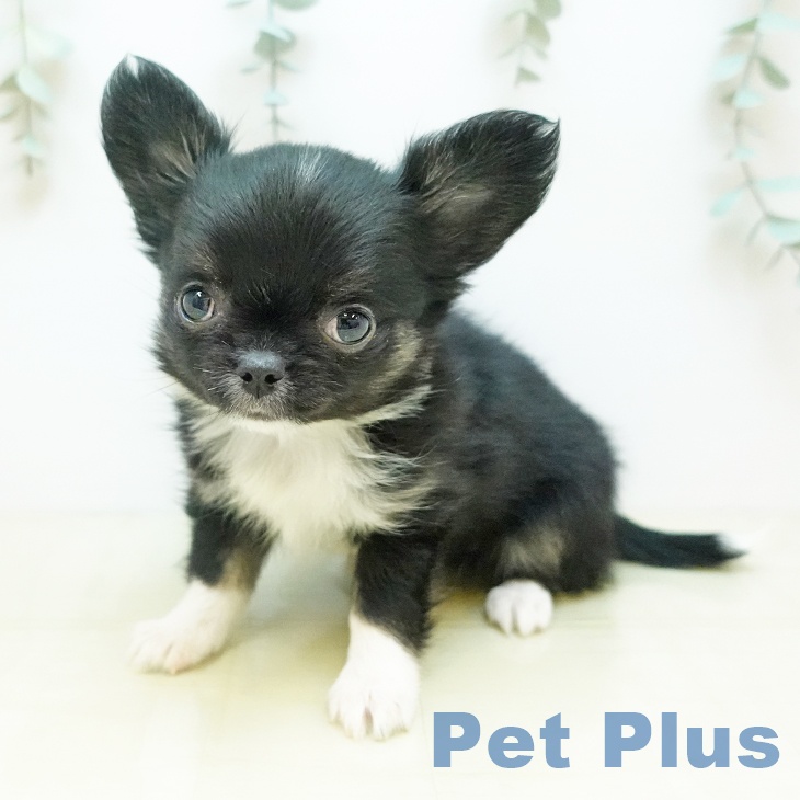 岡山県のチワワ(ロング) (ペットプラス 岡山店/2025年11月13日生まれ/女の子/ブラックホワイト)の子犬の2枚目の画像