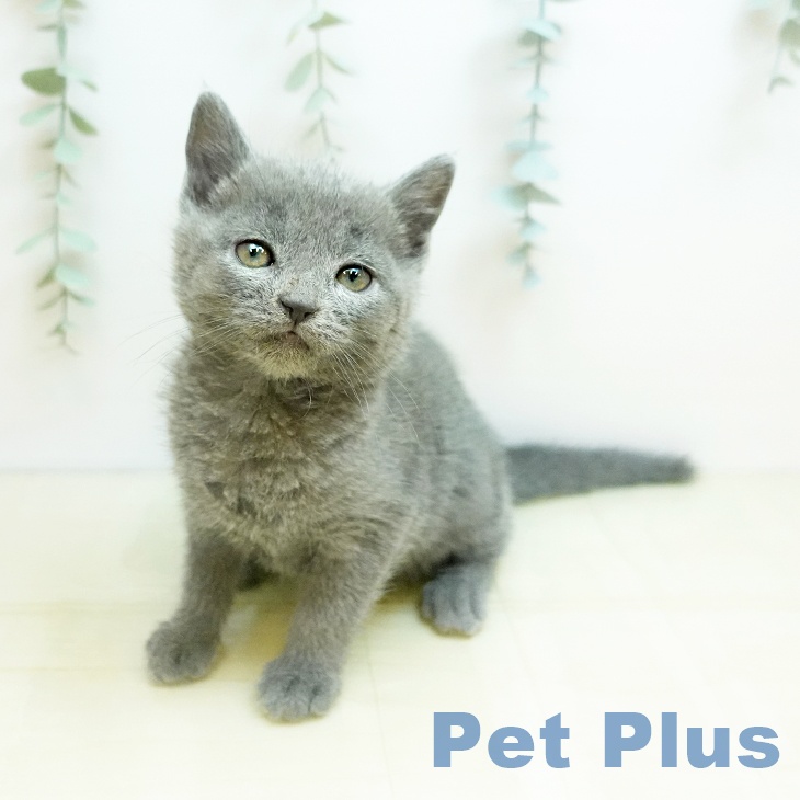 大阪府のロシアンブルー (ペットプラス りんくう泉南店/2025年11月11日生まれ/女の子/ブルー)の子猫