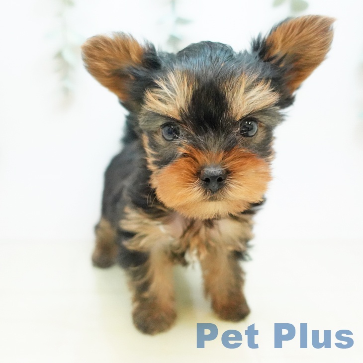 東京都のヨークシャーテリア (ペットプラス アクアシティお台場店/2025年11月14日生まれ/男の子/スチールブルータン)の子犬の1枚目の画像