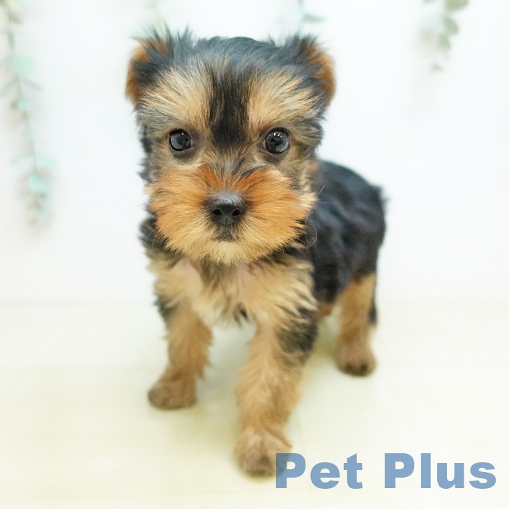 東京都のヨークシャーテリア (ペットプラス むさし村山店/2025年11月14日生まれ/女の子/スチールブルータン)の子犬の2枚目の画像