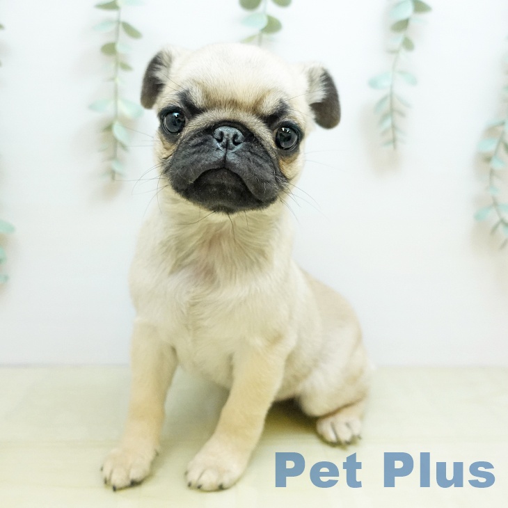 鳥取県のパグ (ペッツワン 日吉津店/2025年11月11日生まれ/女の子/フォーン)の子犬の1枚目の画像