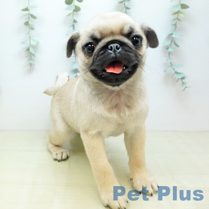 鳥取県のパグ (ペッツワン 日吉津店/2025年11月11日生まれ/女の子/フォーン)の子犬の2枚目の画像