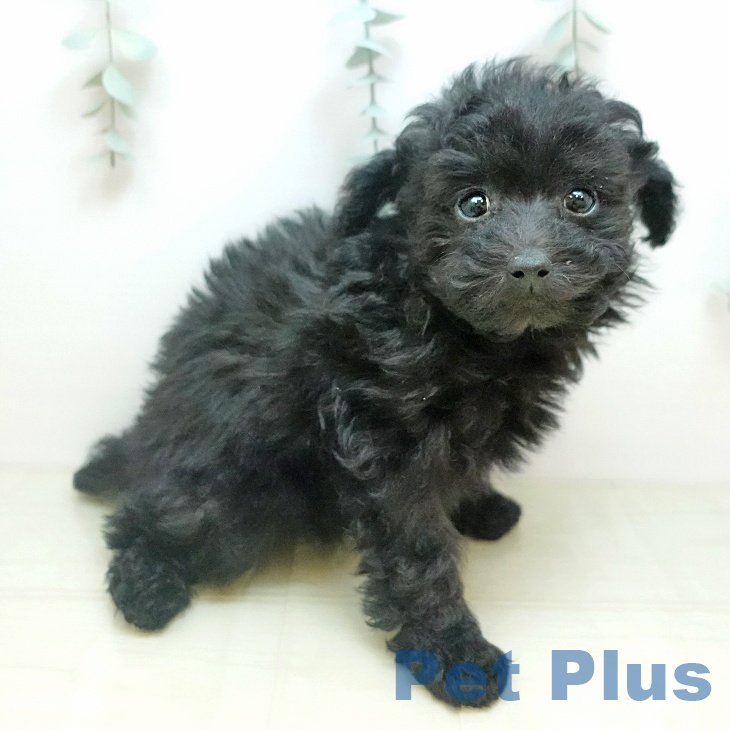 香川県のトイプードル(トイ) (ペットプラス 高松店/2025年11月9日生まれ/男の子/ブラック)の子犬の1枚目の画像