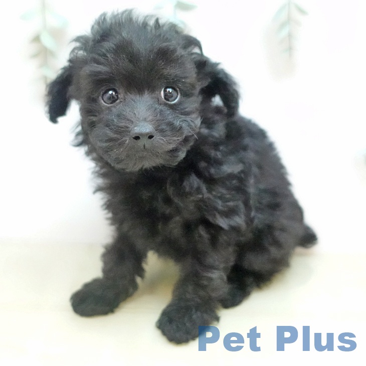 香川県のトイプードル(トイ) (ペットプラス 高松店/2025年11月9日生まれ/男の子/ブラック)の子犬の2枚目の画像