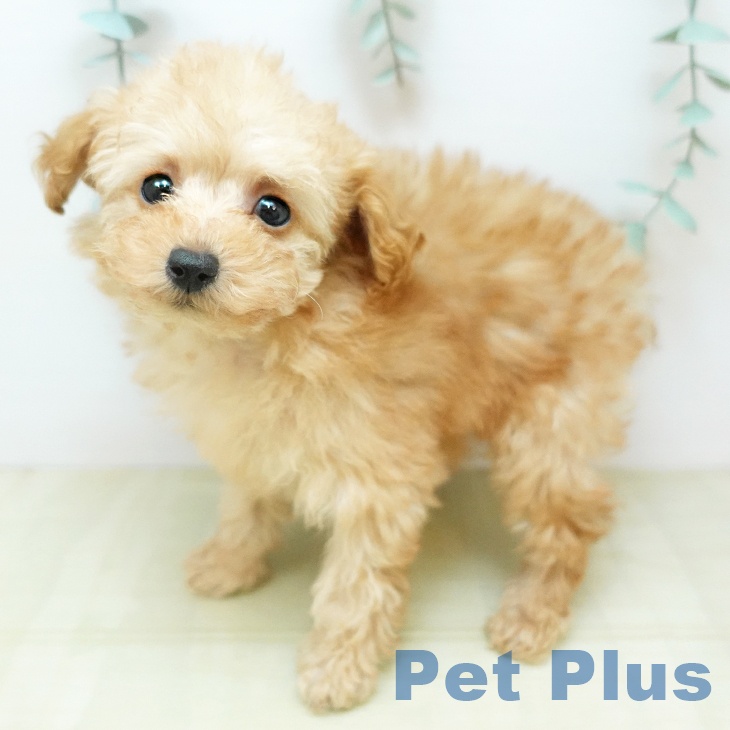 岡山県のトイプードル(トイ) (ペットプラス 岡山店/2025年11月9日生まれ/女の子/オレンジフォーン)の子犬の1枚目の画像