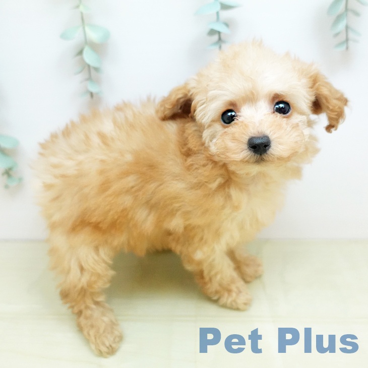 岡山県のトイプードル(トイ) (ペットプラス 岡山店/2025年11月9日生まれ/女の子/オレンジフォーン)の子犬の2枚目の画像