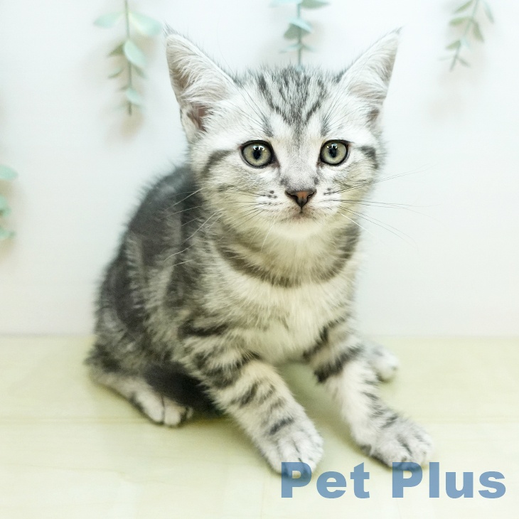 大阪府のアメリカンショートヘアー (ペットプラス りんくう泉南店/2025年11月14日生まれ/男の子/シルバータビー)の子猫の1枚目の画像