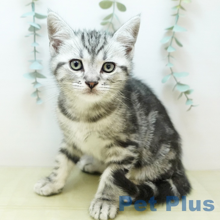 大阪府のアメリカンショートヘアー (ペットプラス りんくう泉南店/2025年11月14日生まれ/男の子/シルバータビー)の子猫の2枚目の画像