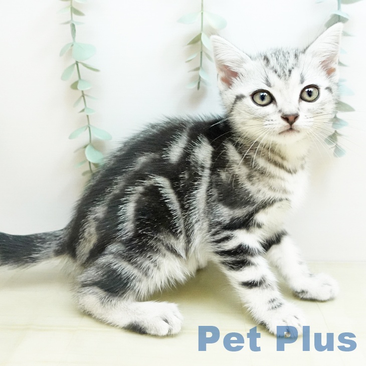 大阪府のアメリカンショートヘアー (ペットプラス 鶴見店/2025年11月14日生まれ/女の子/シルバータビー)の子猫の1枚目の画像