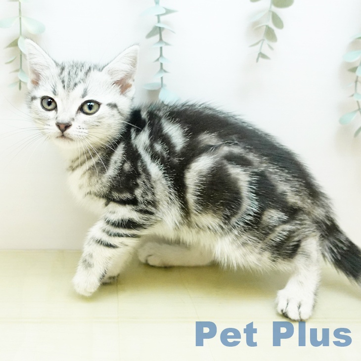 大阪府のアメリカンショートヘアー (ペットプラス 鶴見店/2025年11月14日生まれ/女の子/シルバータビー)の子猫の2枚目の画像