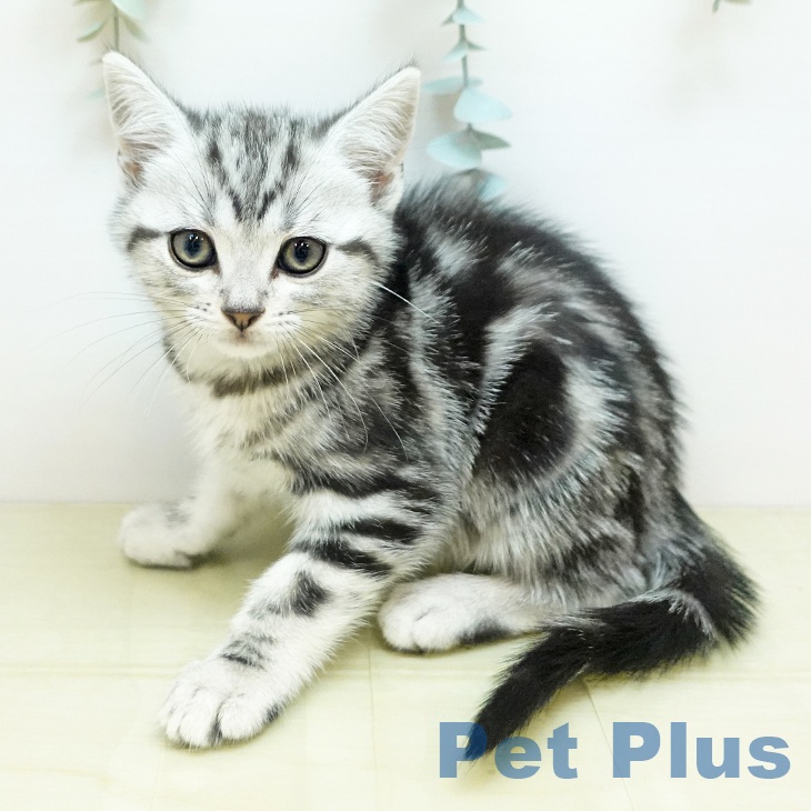大阪府のアメリカンショートヘアー (ペットプラス イオン大日店/2025年11月14日生まれ/女の子/シルバータビー)の子猫の1枚目の画像