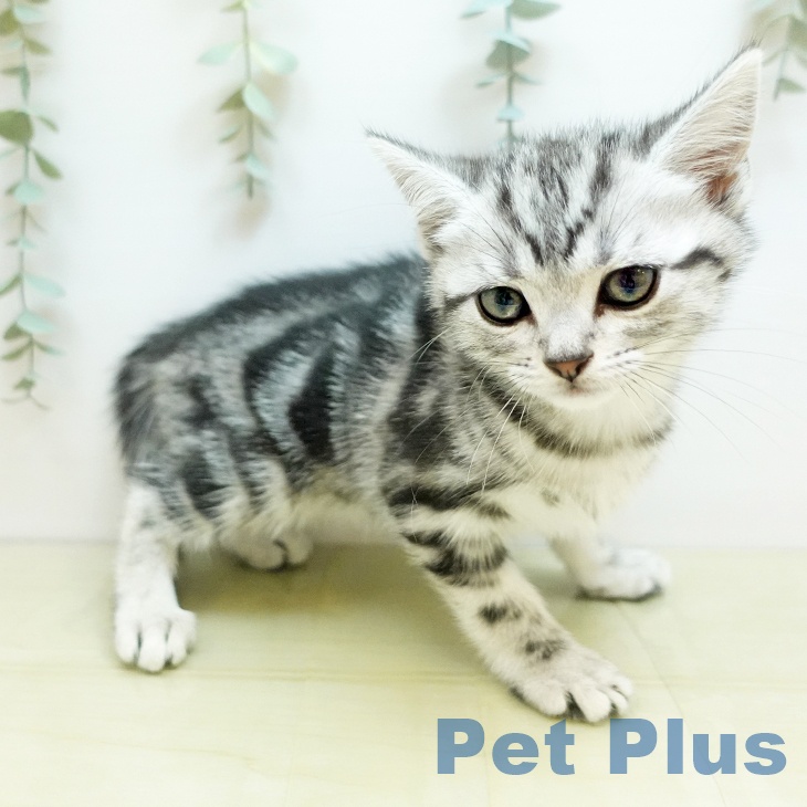 大阪府のアメリカンショートヘアー (ペットプラス イオン大日店/2025年11月14日生まれ/女の子/シルバータビー)の子猫の2枚目の画像