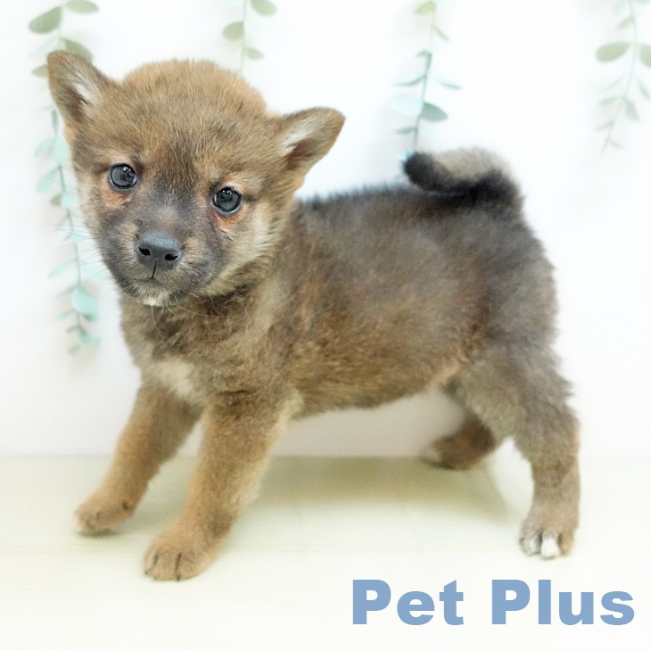 岡山県の柴犬(標準サイズ) (ペッツワン 岡山南店/2025年11月11日生まれ/女の子/赤)の子犬の1枚目の画像