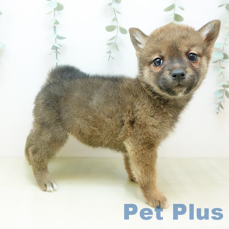 岡山県の柴犬(標準サイズ) (ペッツワン 岡山南店/2025年11月11日生まれ/女の子/赤)の子犬の2枚目の画像