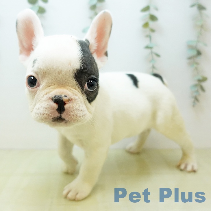 鳥取県のフレンチブルドッグ (ペッツワン 日吉津店/2025年11月7日生まれ/男の子/パイド)の子犬の1枚目の画像