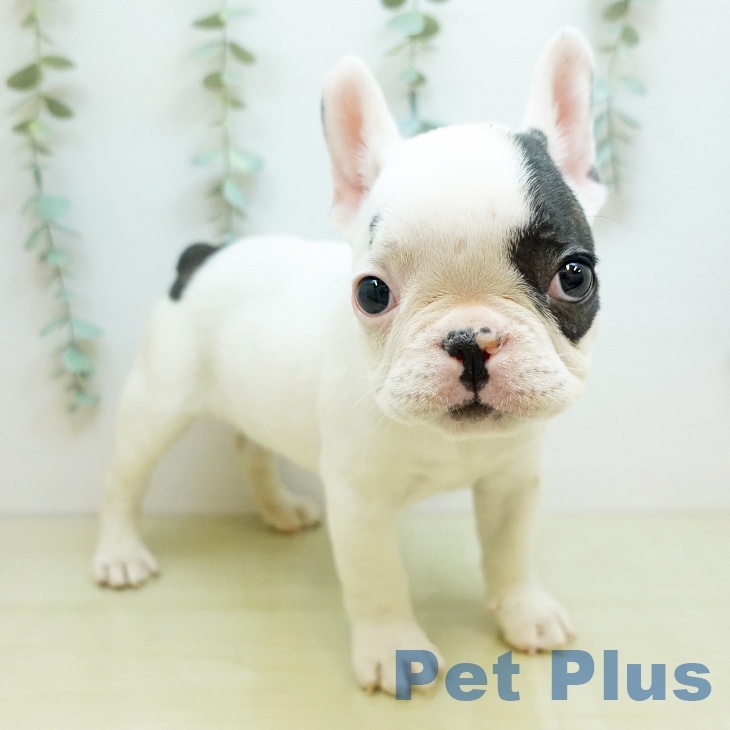 鳥取県のフレンチブルドッグ (ペッツワン 日吉津店/2025年11月7日生まれ/男の子/パイド)の子犬の2枚目の画像