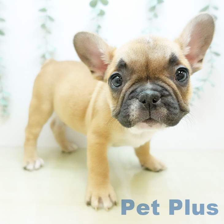 愛媛県のフレンチブルドッグ (ペットプラス 新居浜店/2025年11月7日生まれ/男の子/フォーン)の子犬の1枚目の画像