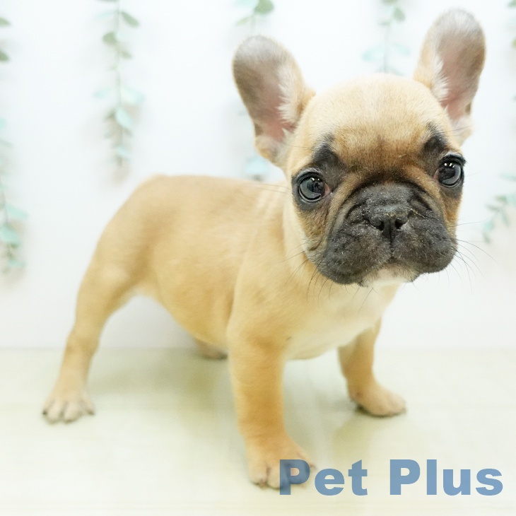 香川県のフレンチブルドッグ (ペットプラス 綾川店/2025年11月7日生まれ/女の子/フォーン)の子犬の1枚目の画像