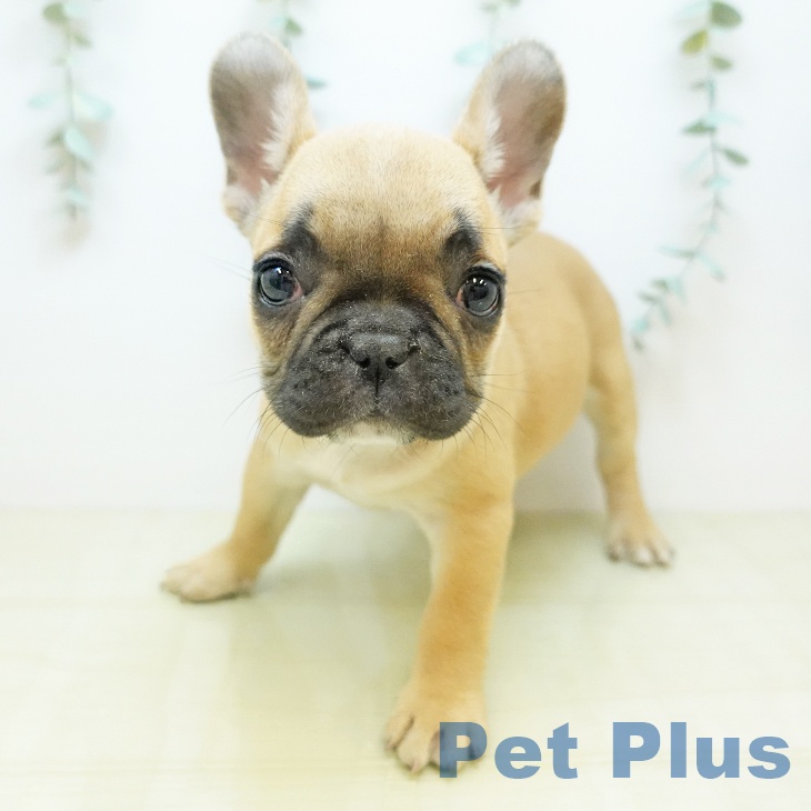 香川県のフレンチブルドッグ (ペットプラス 綾川店/2025年11月7日生まれ/女の子/フォーン)の子犬の2枚目の画像