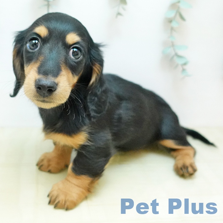 鳥取県のミニチュアダックスフンド(ロング) (ペッツワン 日吉津店/2025年11月18日生まれ/男の子/ブラックタン)の子犬