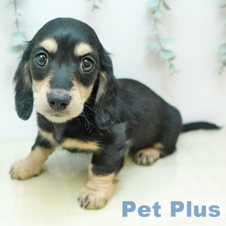 岡山県のミニチュアダックスフンド(ロング) (ペッツワン 岡山南店/2025年11月18日生まれ/女の子/ブラックイエロー)の子犬の1枚目の画像