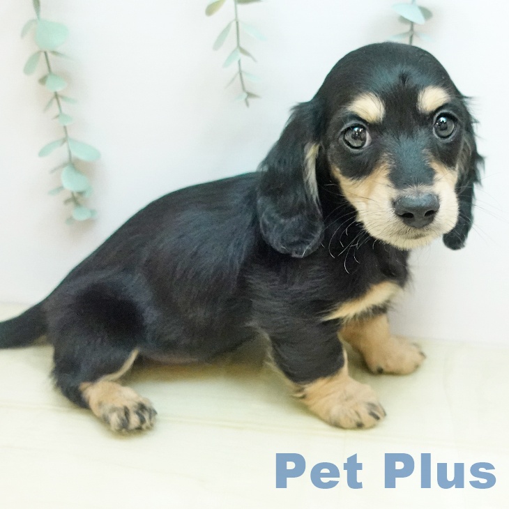 岡山県のミニチュアダックスフンド(ロング) (ペッツワン 岡山南店/2025年11月18日生まれ/女の子/ブラックイエロー)の子犬の2枚目の画像