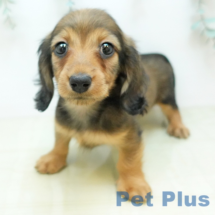 愛媛県のミニチュアダックスフンド(ロング) (ペットプラス 新居浜店/2025年11月18日生まれ/女の子/シェーデットレッド)の子犬の1枚目の画像