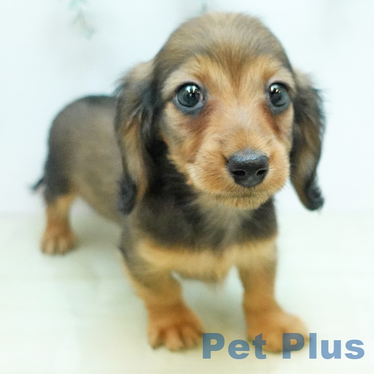 愛媛県のミニチュアダックスフンド(ロング) (ペットプラス 新居浜店/2025年11月18日生まれ/女の子/シェーデットレッド)の子犬の2枚目の画像