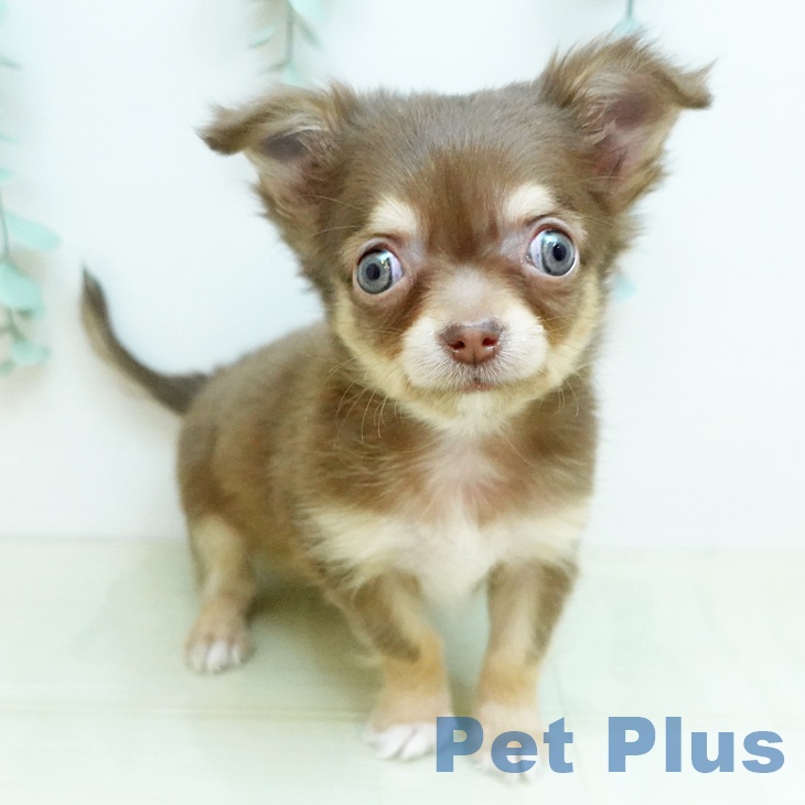 鳥取県のチワワ(ロング) (ペッツワン 日吉津店/2025年11月18日生まれ/男の子/チョコレートクリーム)の子犬の1枚目の画像