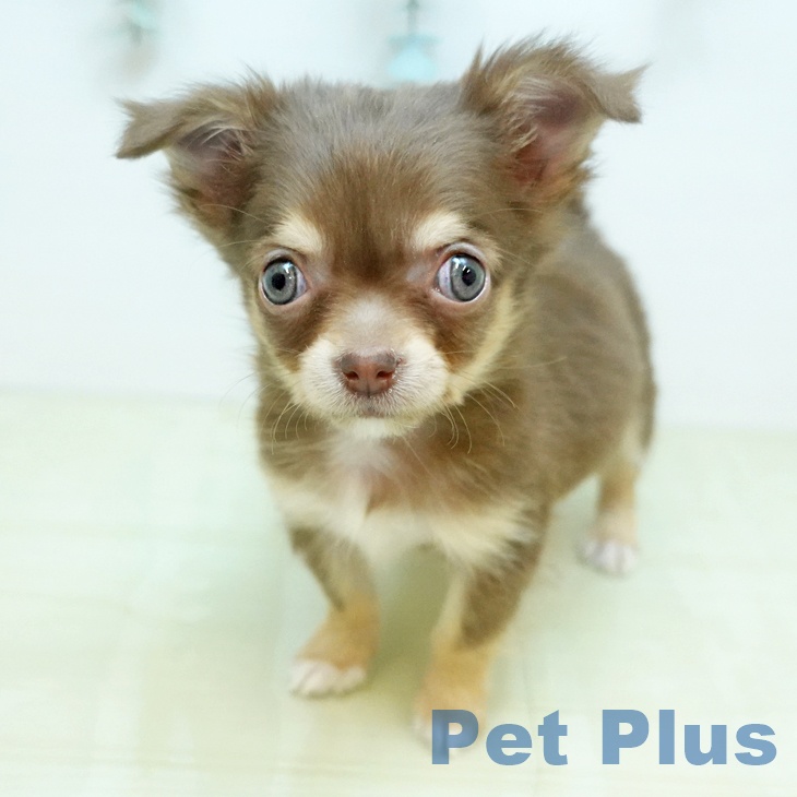 鳥取県のチワワ(ロング) (ペッツワン 日吉津店/2025年11月18日生まれ/男の子/チョコレートクリーム)の子犬の2枚目の画像