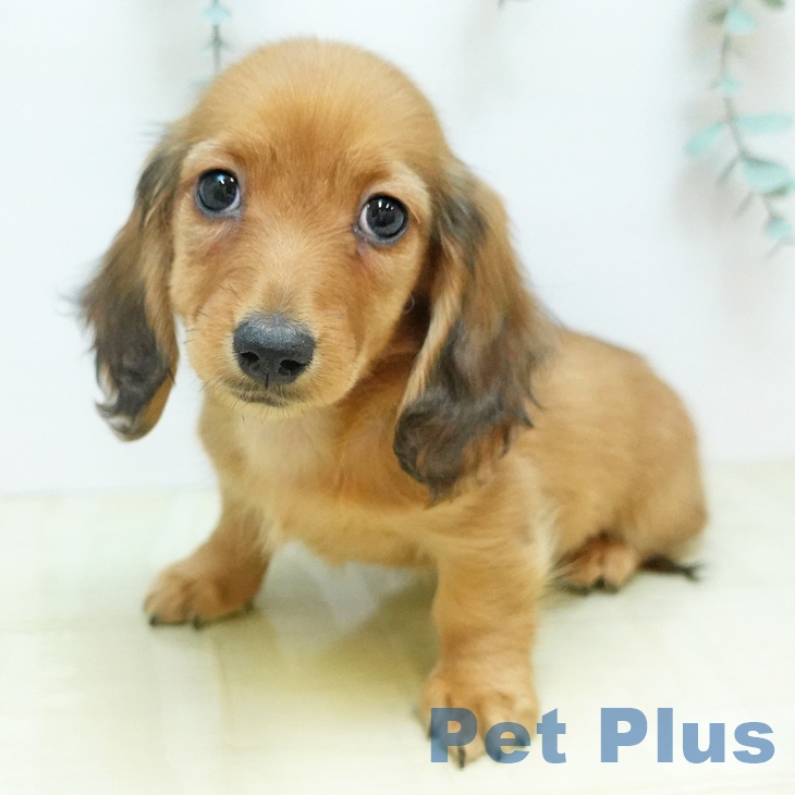 香川県のミニチュアダックスフンド(ロング) (ペットプラス 高松店/2025年11月19日生まれ/男の子/レッド)の子犬の2枚目の画像