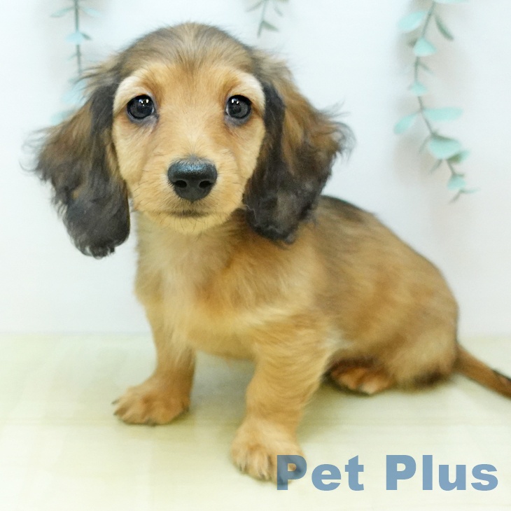 徳島県のミニチュアダックスフンド(ロング) (ペットプラス 徳島店/2025年11月19日生まれ/男の子/シェーデットレッド)の子犬の1枚目の画像