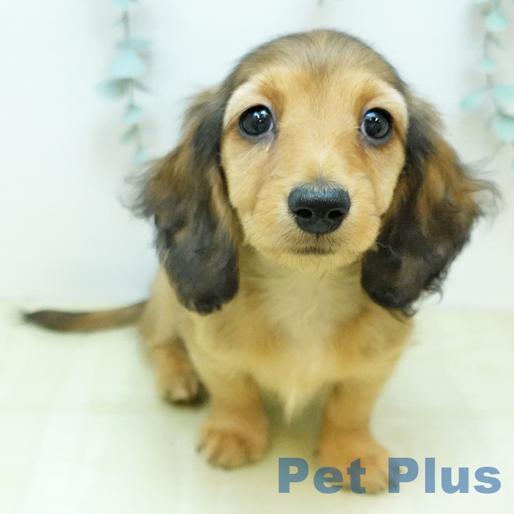 徳島県のミニチュアダックスフンド(ロング) (ペットプラス 徳島店/2025年11月19日生まれ/男の子/シェーデットレッド)の子犬の2枚目の画像