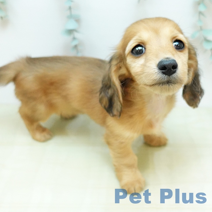 香川県のミニチュアダックスフンド(ロング) (ペットプラス 高松店/2025年11月19日生まれ/女の子/シェーデットレッド)の子犬の1枚目の画像