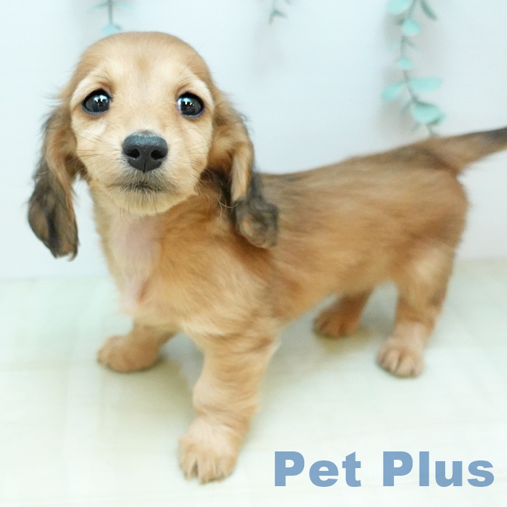 香川県のミニチュアダックスフンド(ロング) (ペットプラス 高松店/2025年11月19日生まれ/女の子/シェーデットレッド)の子犬の2枚目の画像