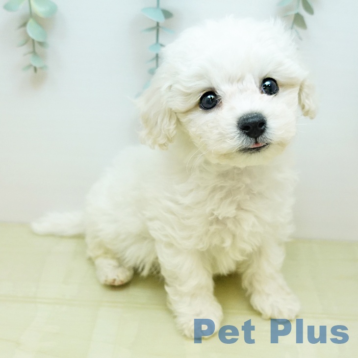 岡山県のビションフリーゼ (ペットプラス 岡山店/2025年11月17日生まれ/男の子/ホワイト)の子犬の2枚目の画像