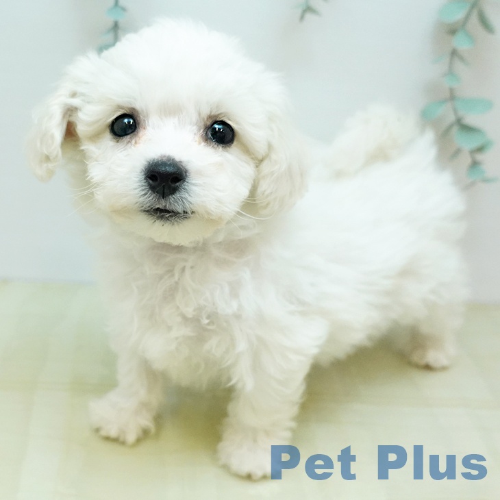 鳥取県のビションフリーゼ (ペッツワン 日吉津店/2025年11月17日生まれ/女の子/ホワイト)の子犬