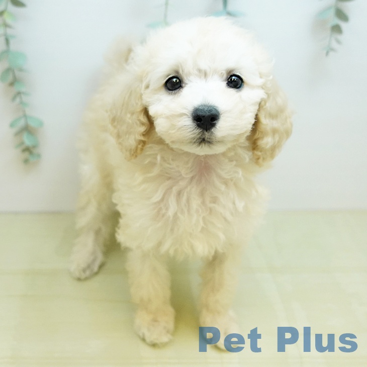 鳥取県のトイプードル(トイ) (ペッツワン 日吉津店/2025年11月14日生まれ/女の子/クリーム)の子犬