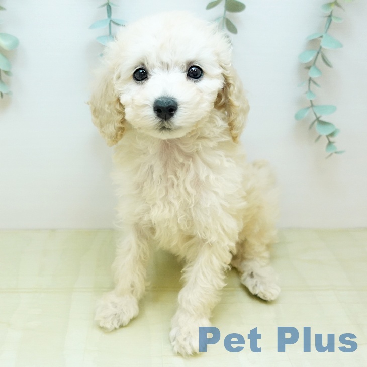 鳥取県のトイプードル(トイ) (ペッツワン 日吉津店/2025年11月14日生まれ/女の子/クリーム)の子犬の2枚目の画像